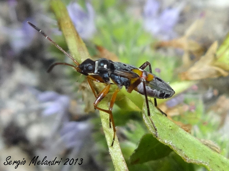 Lygaeidae: Beosus quadripunctatus - juv - di Romagna (RA)